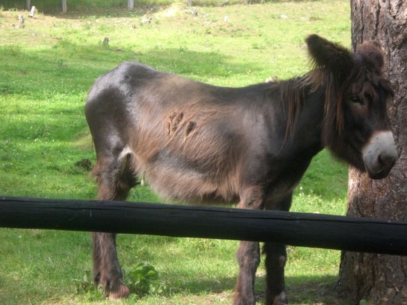 Belgien -  Grottes de Han et Wildpark - 