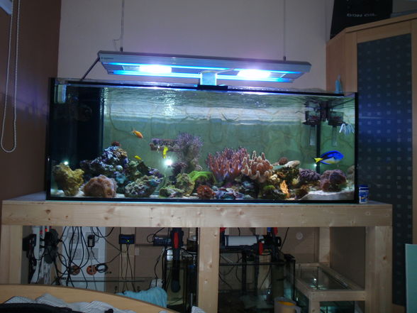 700 Liter Meerwasseraquarium - 