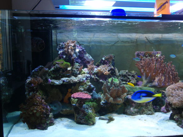 700 Liter Meerwasseraquarium - 