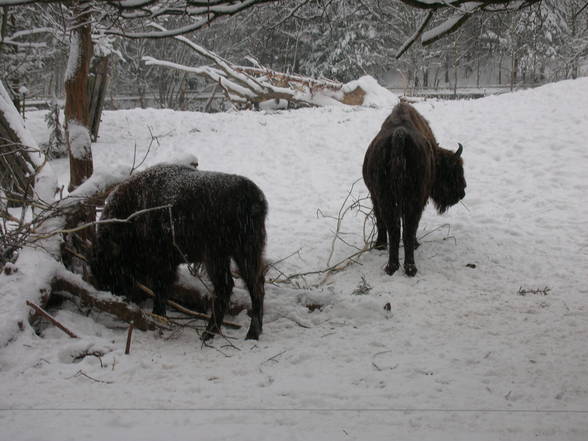 Lischen in Schweden 4.2.2006 - 