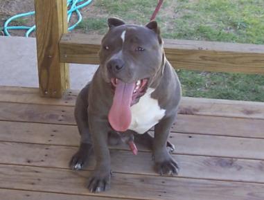 PITBULL BLUE - 