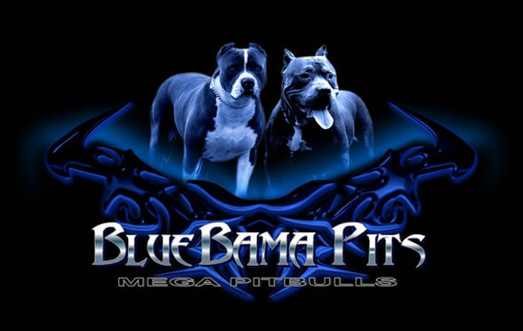 PITBULL BLUE - 