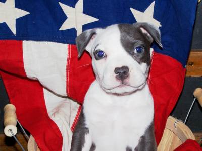 PITBULL BLUE - 