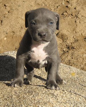 PITBULL BLUE - 