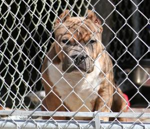 MY PITBULL GANGSTA - 