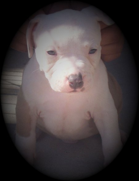 MY PITBULL GANGSTA - 