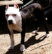 MY PITBULL GANGSTA - 