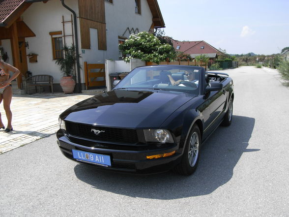 The Mustang - 