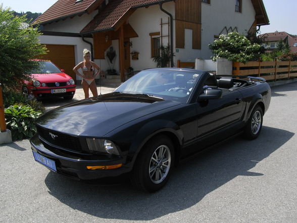 The Mustang - 