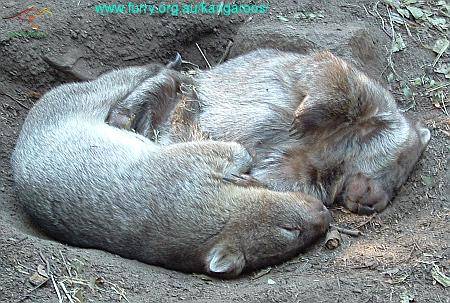 ~°Mei obsolutes Lieblingstier°~ - 