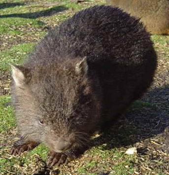 ~°Mei obsolutes Lieblingstier°~ - 