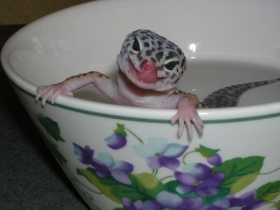 Leopard Gecko - 