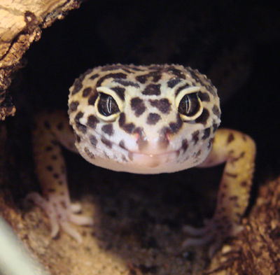 Leopard Gecko - 