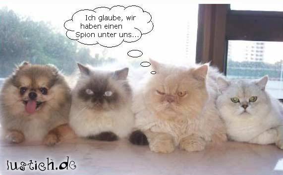 Lustige Tiere - 