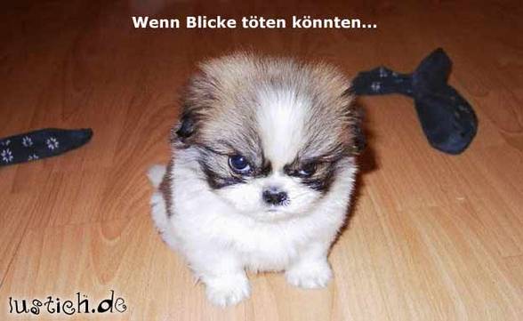 Lustige Tiere - 