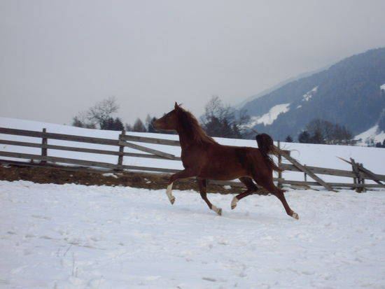 Meine Pferd - 