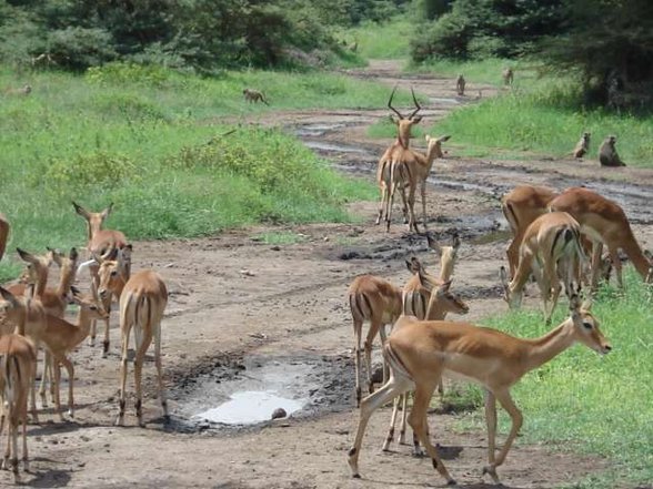 KENIA Weihnachten 2006..... - 