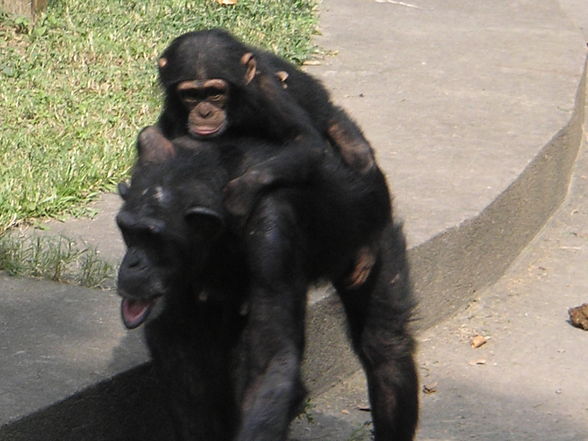 Shanghai Zoo - 