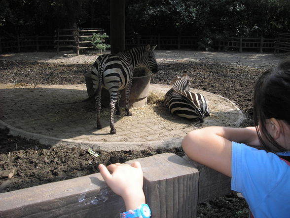 Shanghai Zoo - 