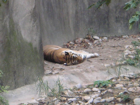 Shanghai Zoo - 