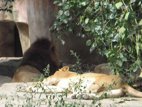 Shanghai Zoo - 