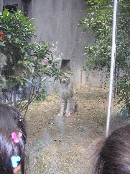 Shanghai Zoo - 