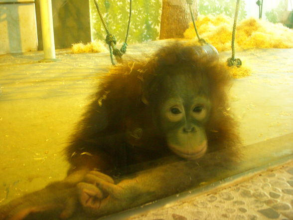 Shanghai Zoo - 