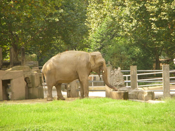 Shanghai Zoo - 