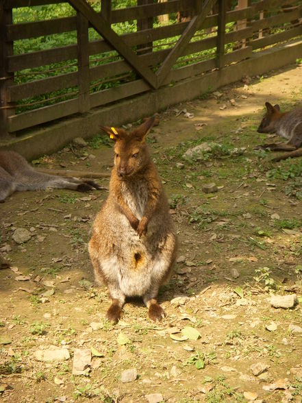 Shanghai Zoo - 