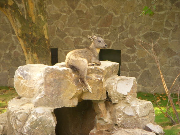 Shanghai Zoo - 