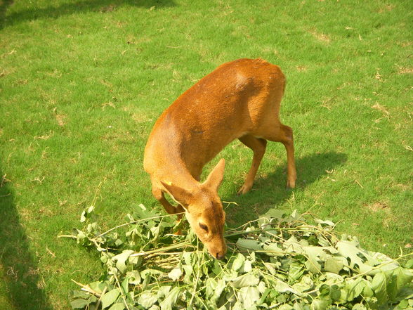 Shanghai Zoo - 