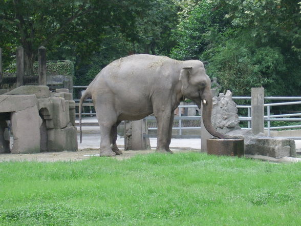 Shanghai Zoo - 