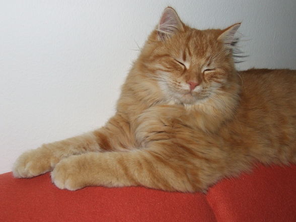 Kater Felix - 