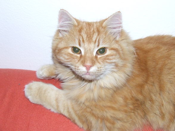 Kater Felix - 