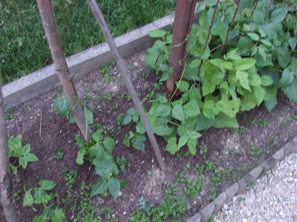 Gemüsegarten 2x4m - 