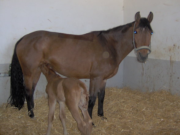 Ballarinas Fohlen: Fürstin Pasquina - 