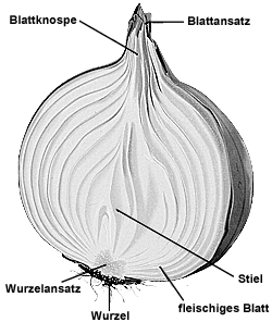 schüla der baunhak - 