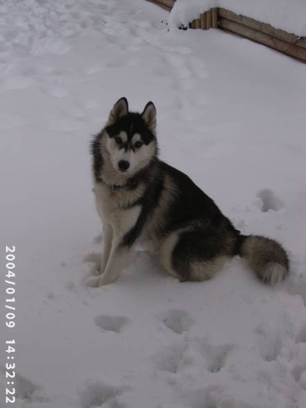 Husky´s und Tiere - 