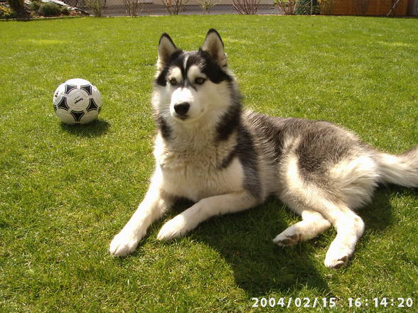 Husky´s und Tiere - 