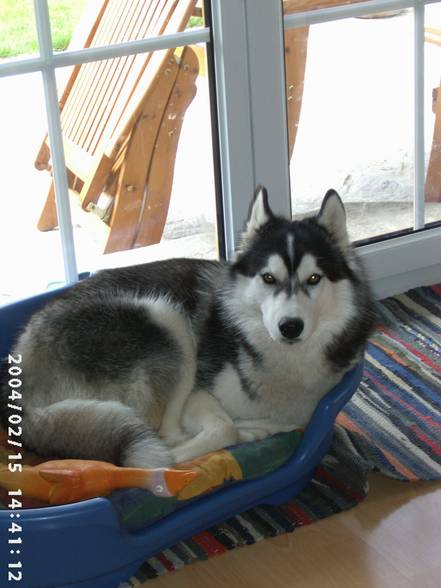 Husky´s und Tiere - 