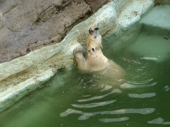 Schönbrunn - 