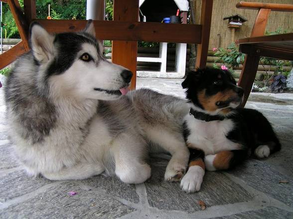 Husky´s und Tiere - 