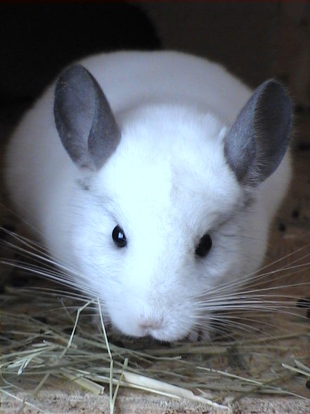 meine chinchillas - 