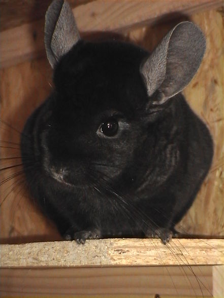 meine chinchillas - 