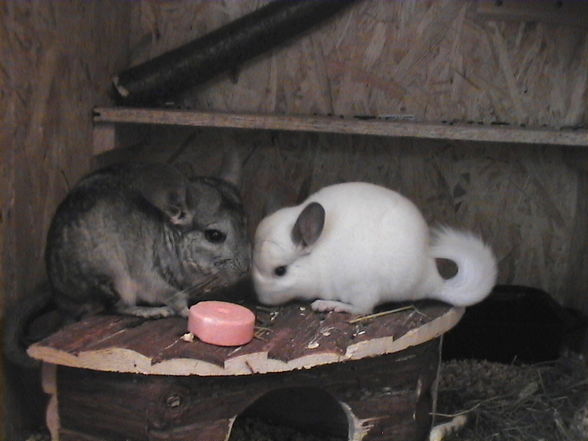 meine chinchillas - 