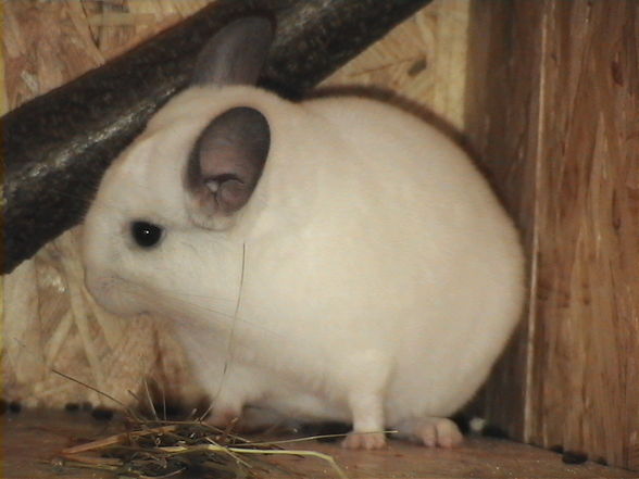 meine chinchillas - 