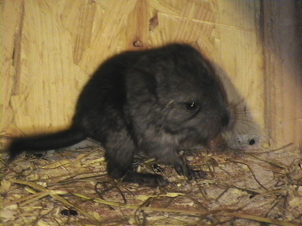 meine chinchillas - 