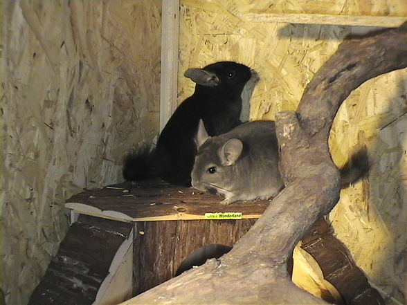 meine chinchillas - 