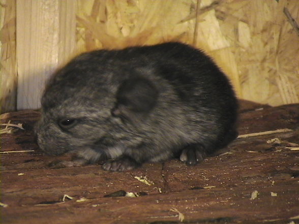 meine chinchillas - 