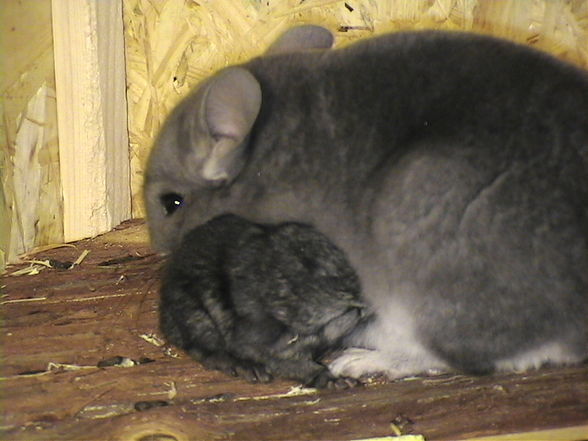 meine chinchillas - 